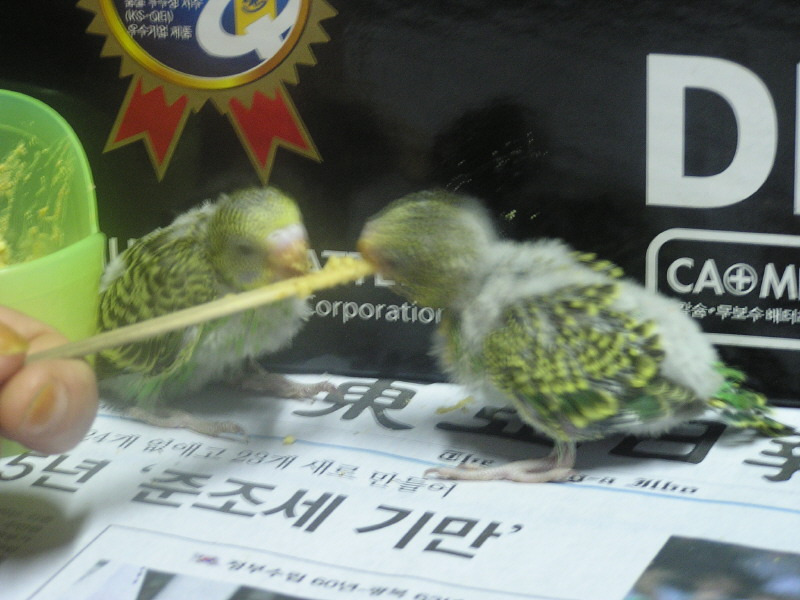 사랑새 이미지
